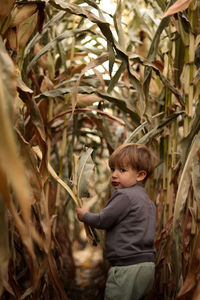 Small boy in corn field