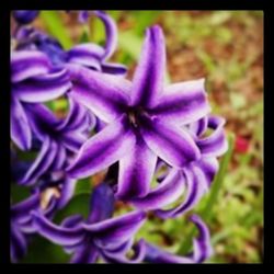 Close-up of purple flowers