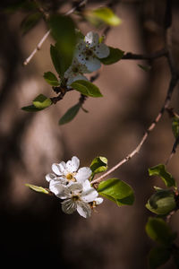 Close-up of cherry blossom