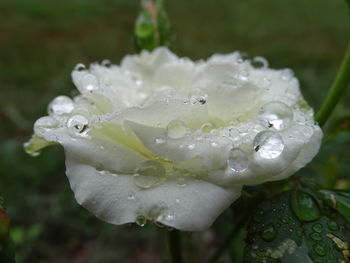 Close-up of water drops on leaves