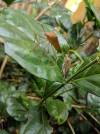 Close-up of insect on leaf