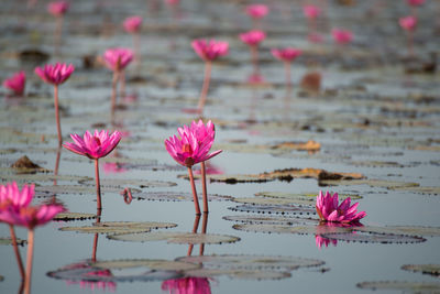 Close-up of pink flowers