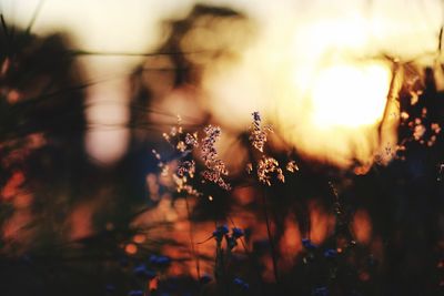 Close-up of flowers against blurred background