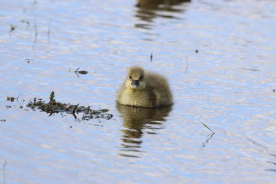 Duck swimming in lake