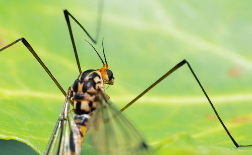 Close-up of insect on plant