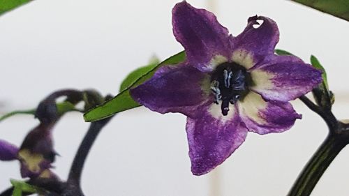 Close-up of purple flowers blooming outdoors