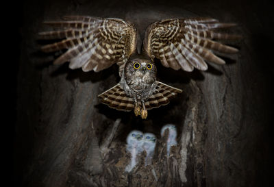 Hawk owl flying by young birds in tree at night