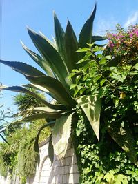 Close-up of fresh green plant against sky