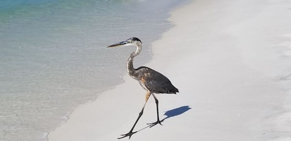 High angle view of bird perching on a lake