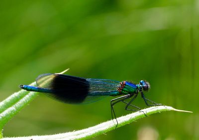 Close-up of damselfly on leaf