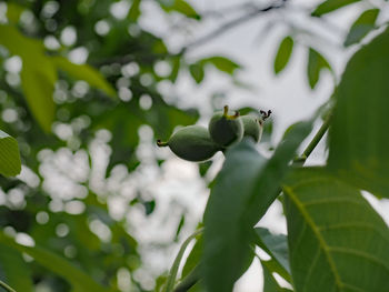 Close-up of fruit on tree