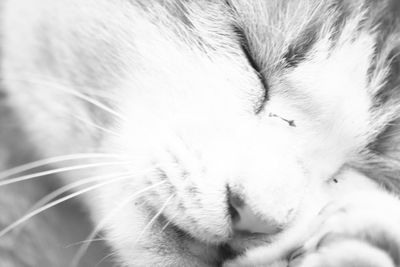 Close-up of cat sleeping