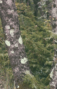 Close-up of lichen on tree trunk