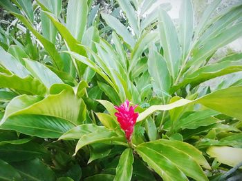 Close-up of flower blooming outdoors