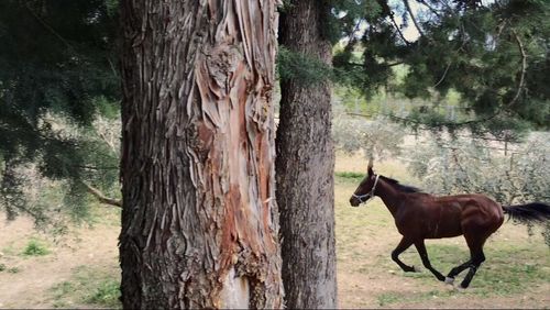 Dog on tree trunk