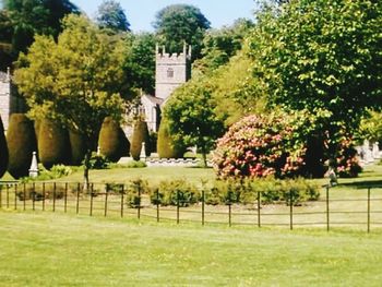 Trees growing in lawn