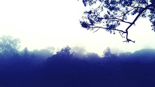 Trees in foggy weather