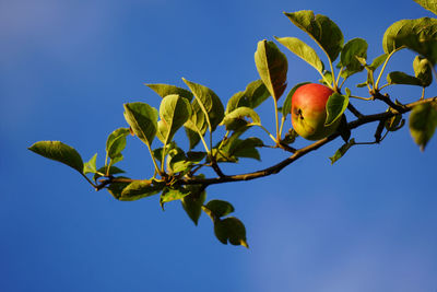 Low angle view of tree against clear sky