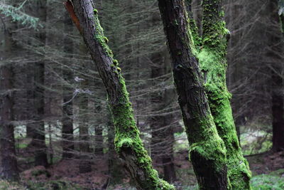 Close-up of tree trunk in forest