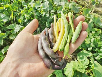 Midsection of person holding leaf