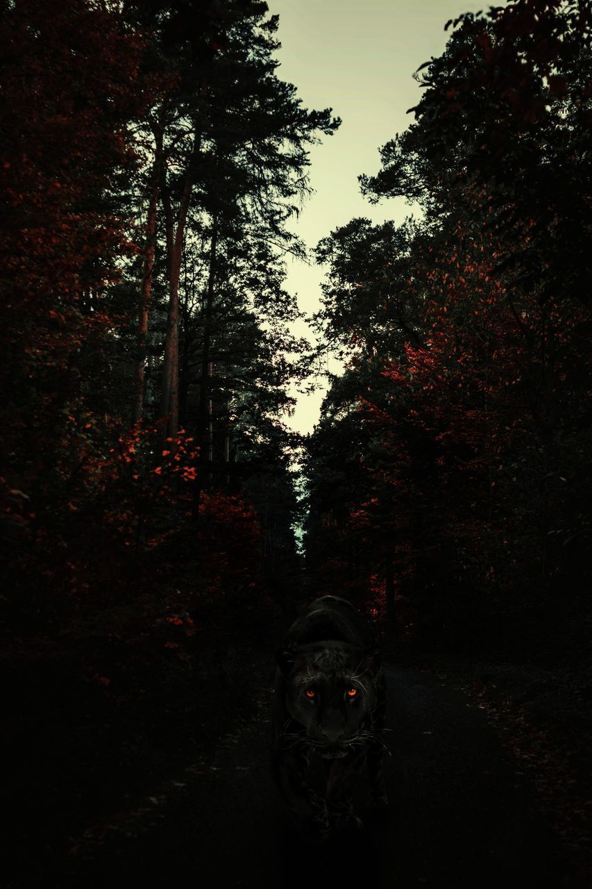 PORTRAIT OF PERSON ON ROAD IN FOREST