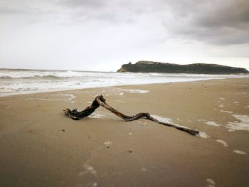 Driftwood on beach against sky