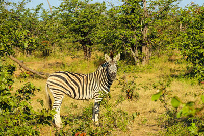 Zebra standing in a forest