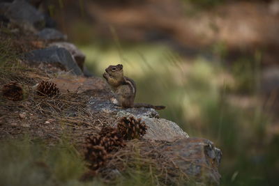 Monkey on rock