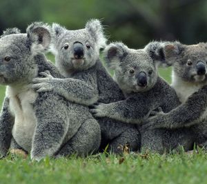 Koalas on field