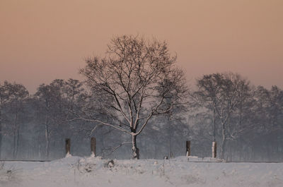 Bare trees on snow covered land against sky