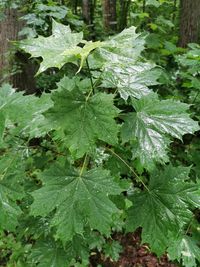 Close-up of raindrops on leaves