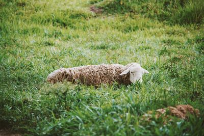 View of sheep on field