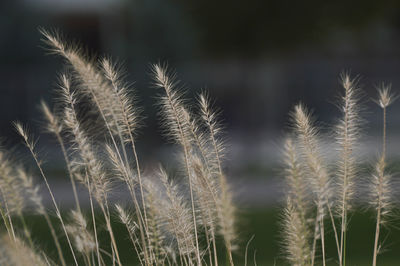 Close-up of plants on field against sky