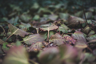 Close-up of plants