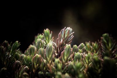 Close-up of flowering plants on field