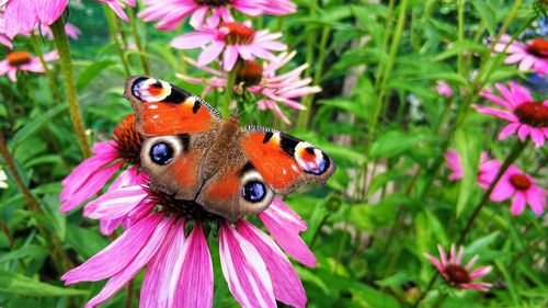 Close-up of butterfly pollinating on pink flower