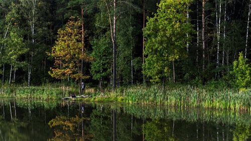 Scenic view of lake in forest