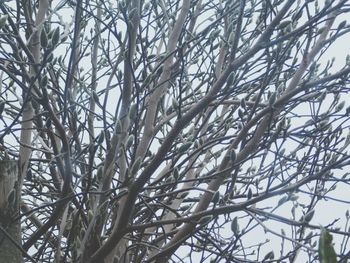 Low angle view of bare trees against sky