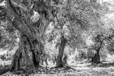 View of trees in forest