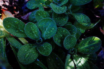 Close-up of water drops on leaves