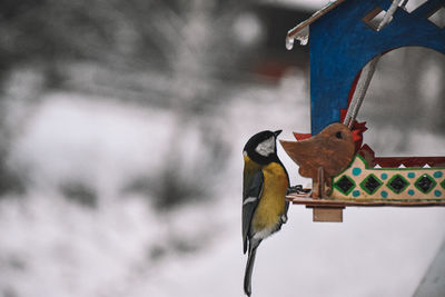 Birds perching on a bird feeder