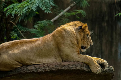 Lion relaxing on the rock