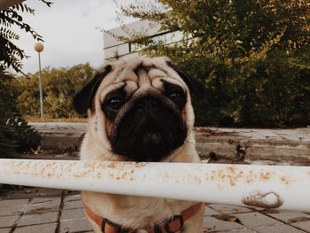 Close-up portrait of dog on railing against sky