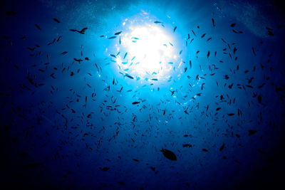 Low angle view of fishes swimming in sea