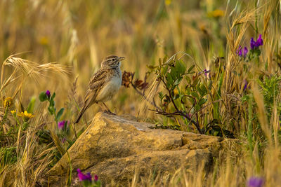 Bird perching on rock