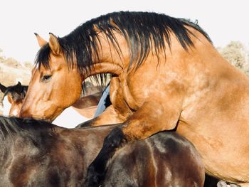 Close-up of horse in ranch