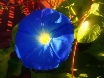 Close-up of blue flower