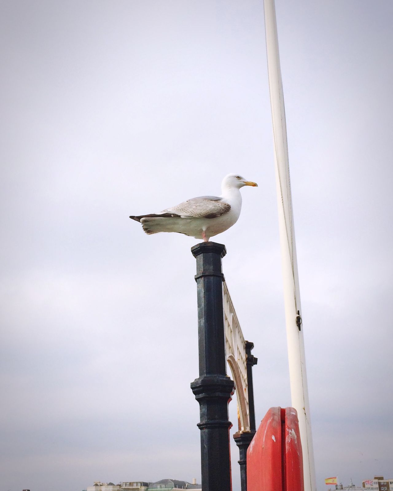 Seagullspotting