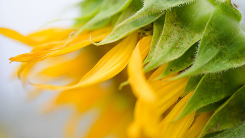 Close-up of yellow flower