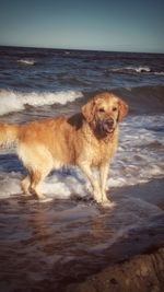 Dog on the beach